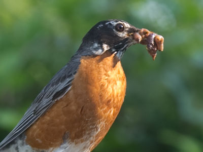 Never tell anyone, `You eat like a bird.`
