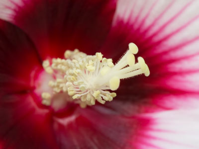 Bee ticklers.