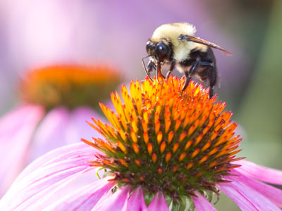 I`m breaking new ground here photographically:  a picture of a bee on a flower.  I know . . . shockingly original.