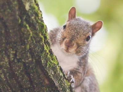 Animal curiosity.