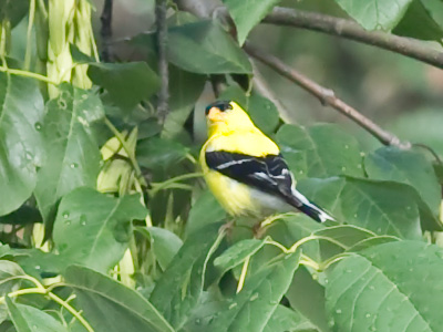 He and the Mrs. were having a little squabble.