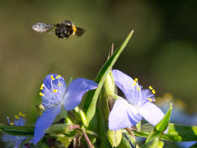 Instead of photographing the same flowers and bugs this morning, I drove to a park that had other flowers and bugs.