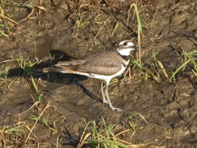 I`m thinking it`s a killdeer or a plover.