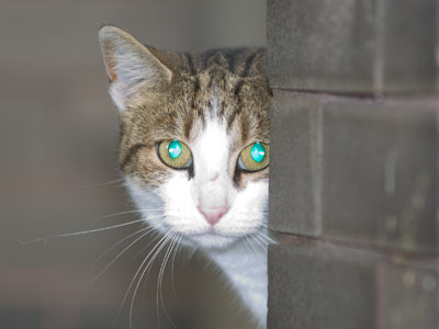 RoboCat.