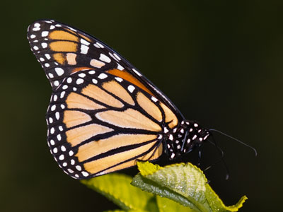 In this huge garden full of flowers, there was one butterfly.  Is anyone else concerned about this?