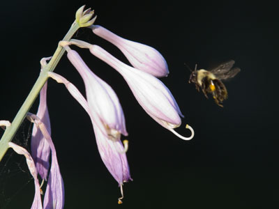 Your daily bee.