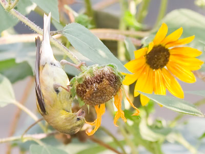 Do YOU like sunflowers this much?