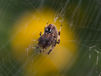 Web of deceit.