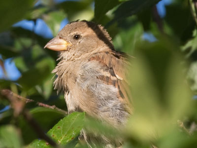 Bird`s eye view.
