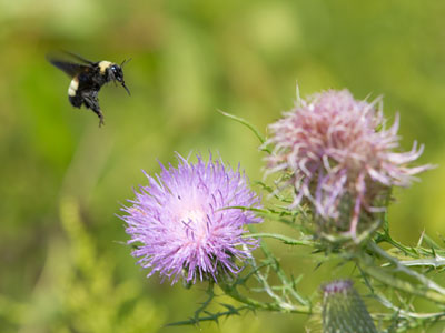 Today`s flying bee photo came fairly easy so I could move on to my other cliche pictures.