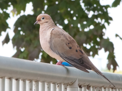 Urban wildlife.