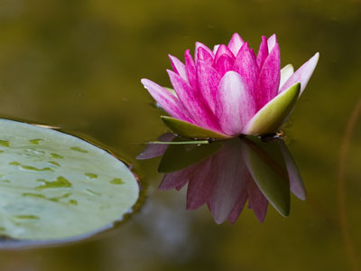 It would`ve been very easy to fall into the pond.
