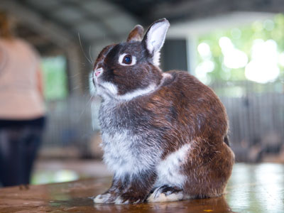 The little girl who owns this bunny told me that she has trained it to sit still whenever she snapped her fingers.