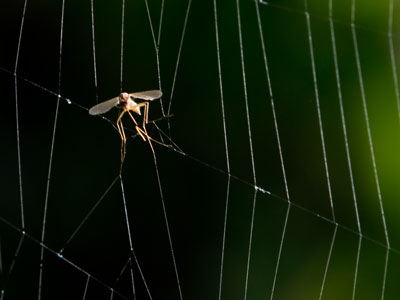 In the endless conflict between spiders and mosquitoes, I`m rooting for the spiders.