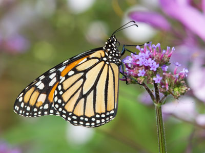  . . . while this butterfly is a Mexican immigrant.