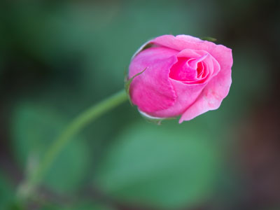 Late bloomer.