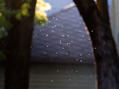 What purpose do gnats serve?  Anybody know?
