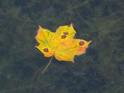 Autumn came early for this one.