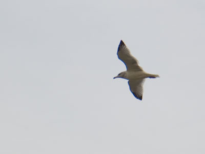 Just a bird.