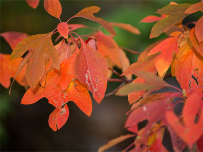 It`s autumn . . . 