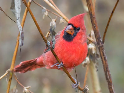 It was a seed feast on the tall prairie grass this morning.  I`ve never seen so many cardinals in one place before.