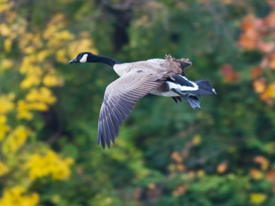 Goose up, goose down.