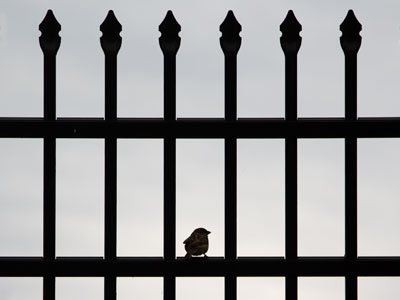 I know why the caged bird sings. PAUL LAURENCE DUNBAR