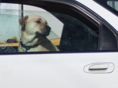 Dog gone.