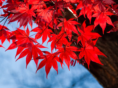 Gaudy autumn.