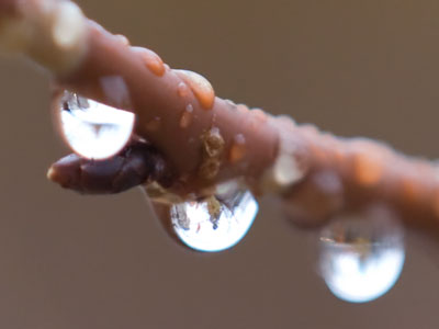 I can see the tree across the street in this droplet.