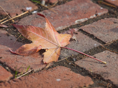 Fall has fell.
