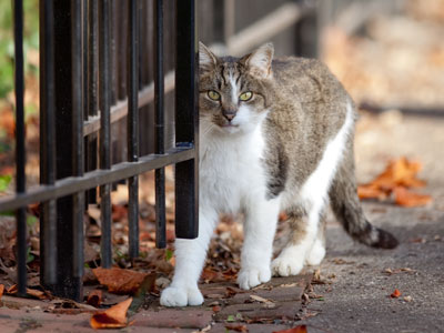 Furry feline.