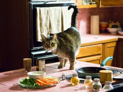 The vegetarian cat.