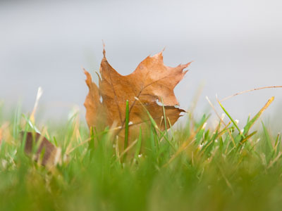 Falling leaves make a one-way trip.