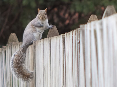 And thereby hangs a tail.