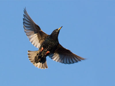 In 1890, 100 starlings were released in Central Park.  Now there are 200 million making a mess of North America.