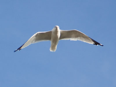 Waterfowl 1.