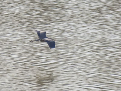 Waterfowl 2.