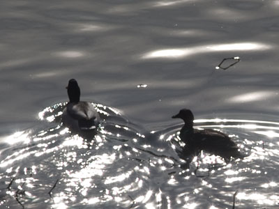 Waterfowl 3 and 4.