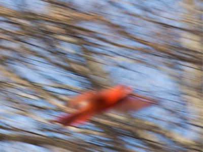 Male cardinal.  In a hurry.