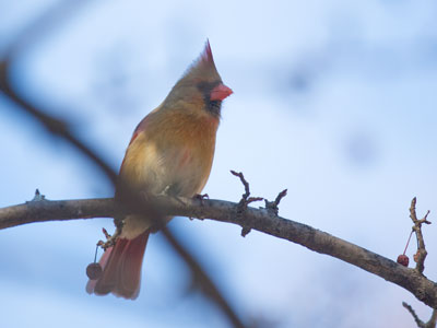 Female cardinal.  Taking her time.