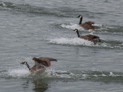 The water is very cold.  You don`t have to be in the water.  Why are you going into the water?