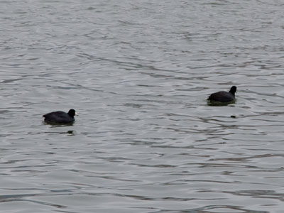 Just a couple of old coots from Canada.