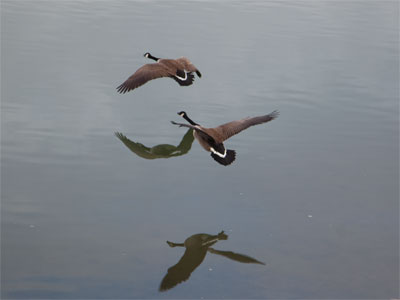 If I keep walking around the river, I will probably continue to take pictures of waterfowl.  I might be in a rut.