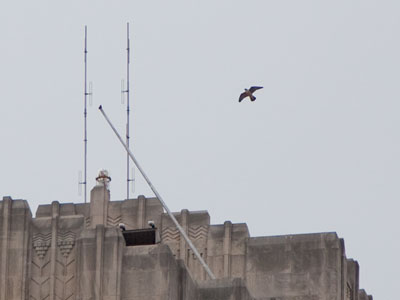 Someone was working on the roof of this building and the resident falcon was freaking out.