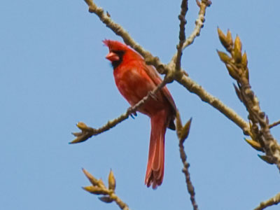 Cardinals are beginning to sing their springtime song.