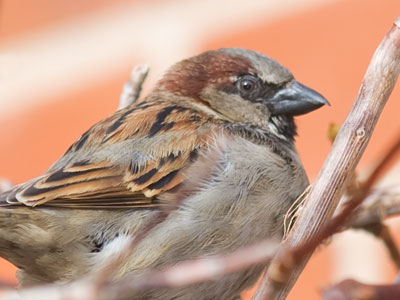 The eye of the sparrow watches me.