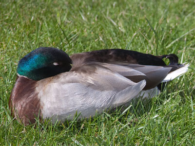 Let sleeping ducks lie.