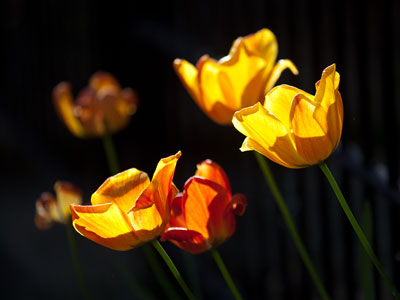Today was tulip day, before they all die.