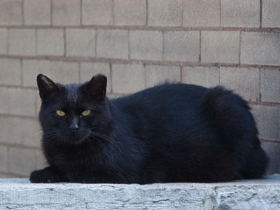 And cats.